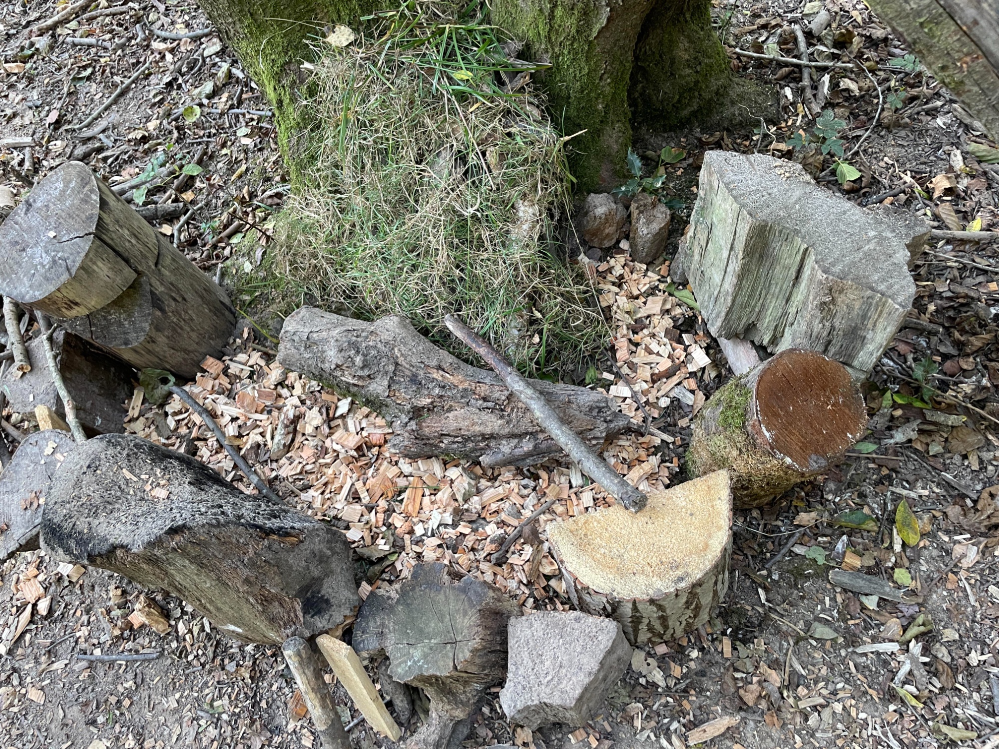Forest school activities.