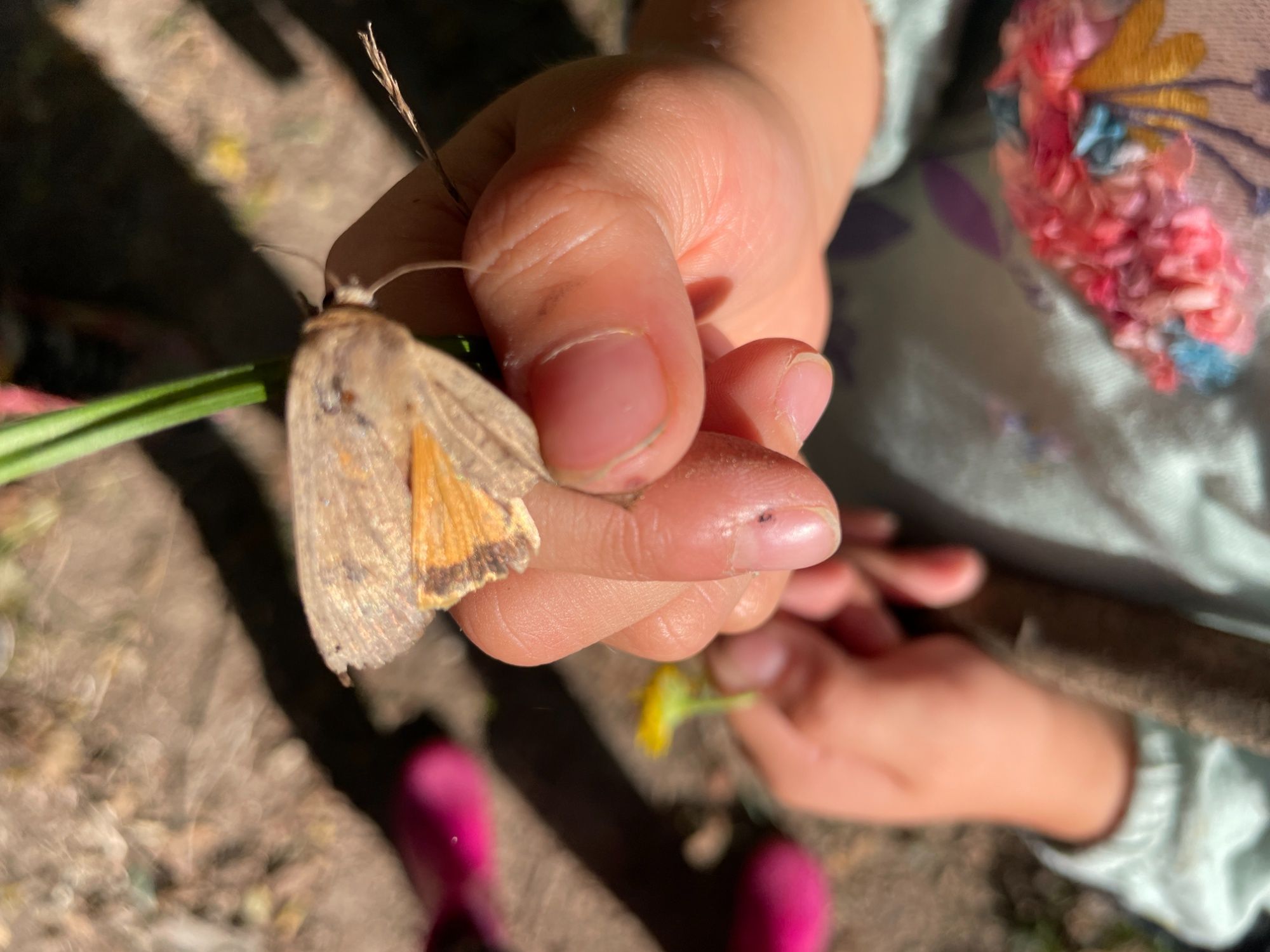 Forest school activities.