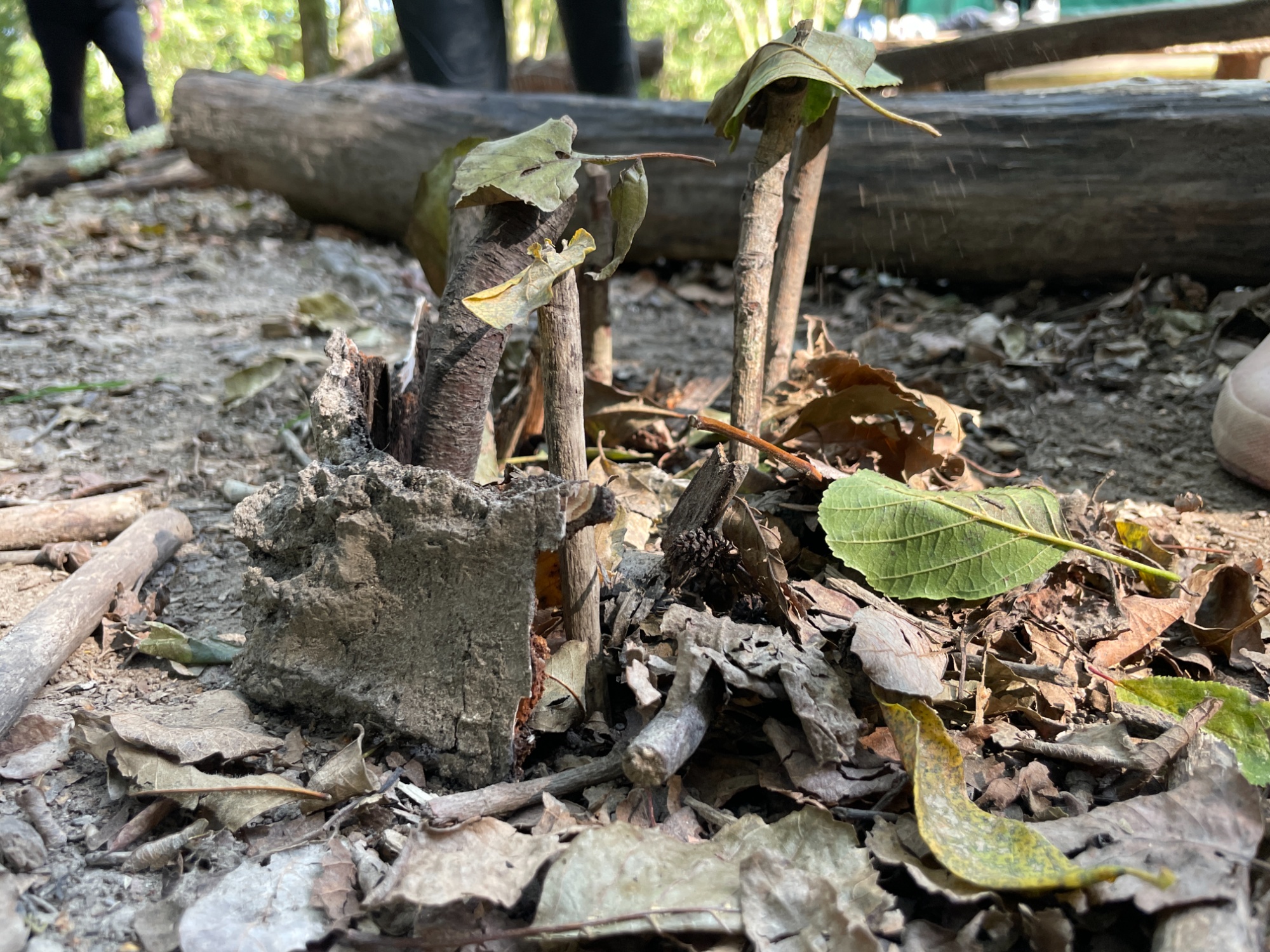 Forest school activities.