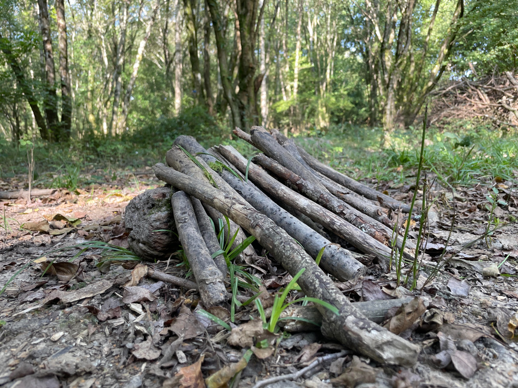 Forest school activities.